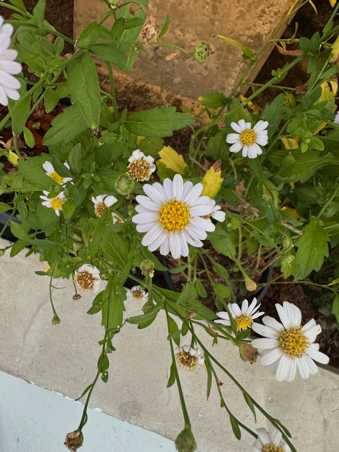 โอปอล์ - ปาณิสรา อารยะสกุล