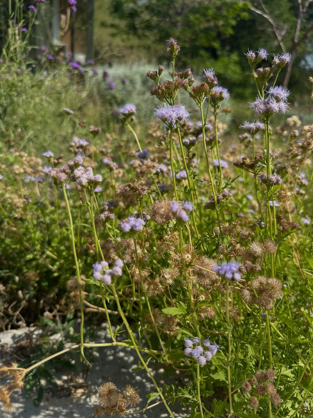 โอปอล์ - ปาณิสรา อารยะสกุล