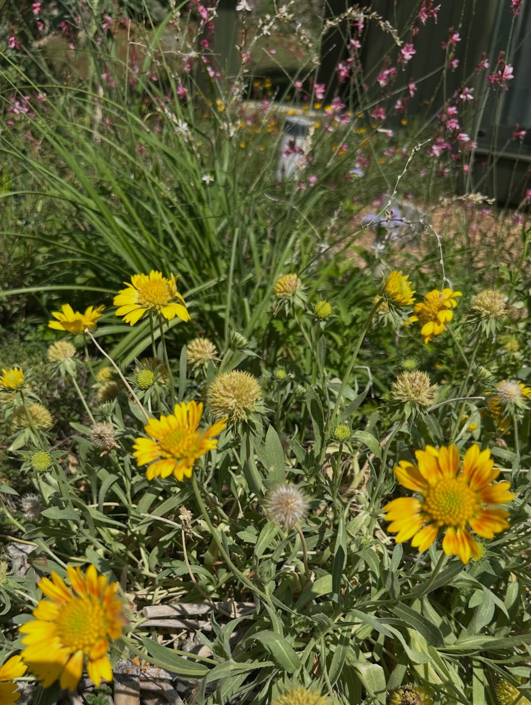 โอปอล์ - ปาณิสรา อารยะสกุล