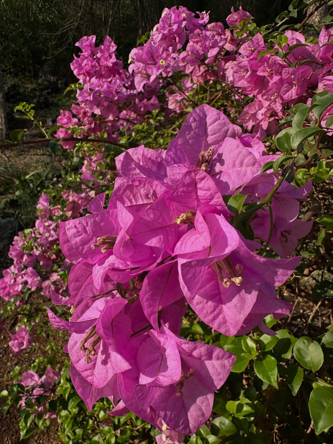 โอปอล์ - ปาณิสรา อารยะสกุล