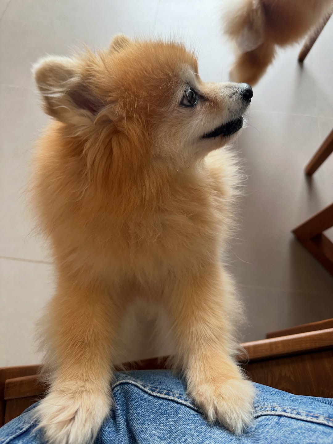 โอปอล์ - ปาณิสรา อารยะสกุล