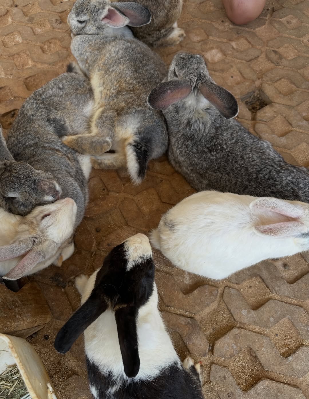 โอปอล์ - ปาณิสรา อารยะสกุล