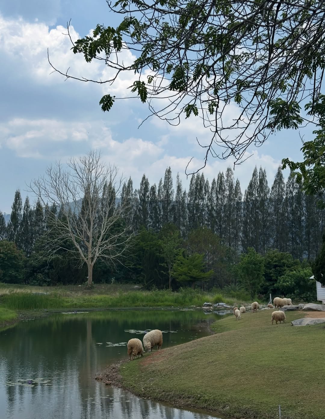 โอปอล์ - ปาณิสรา อารยะสกุล