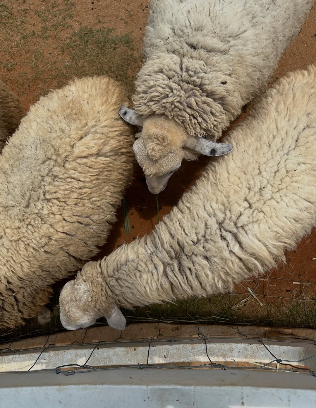 โอปอล์ - ปาณิสรา อารยะสกุล