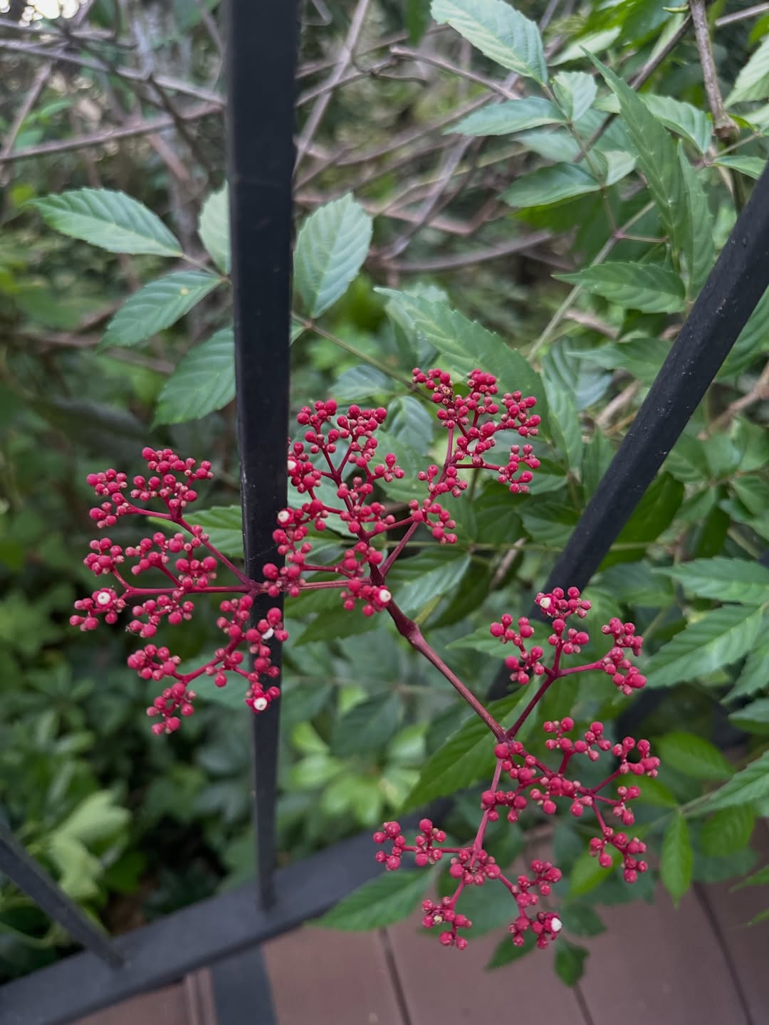 โอปอล์ - ปาณิสรา อารยะสกุล