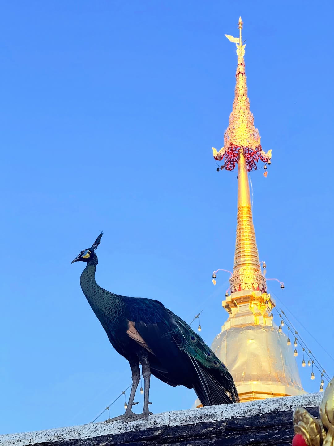 โม - อมีนา พินิจ