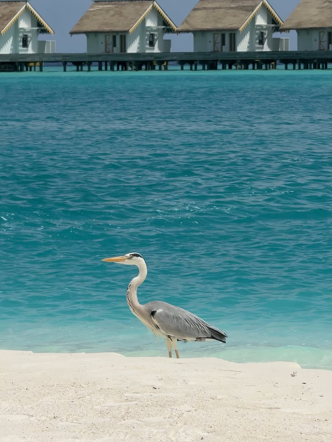 ธัญญ่า - ธัญญาเรศ เองตระกูล