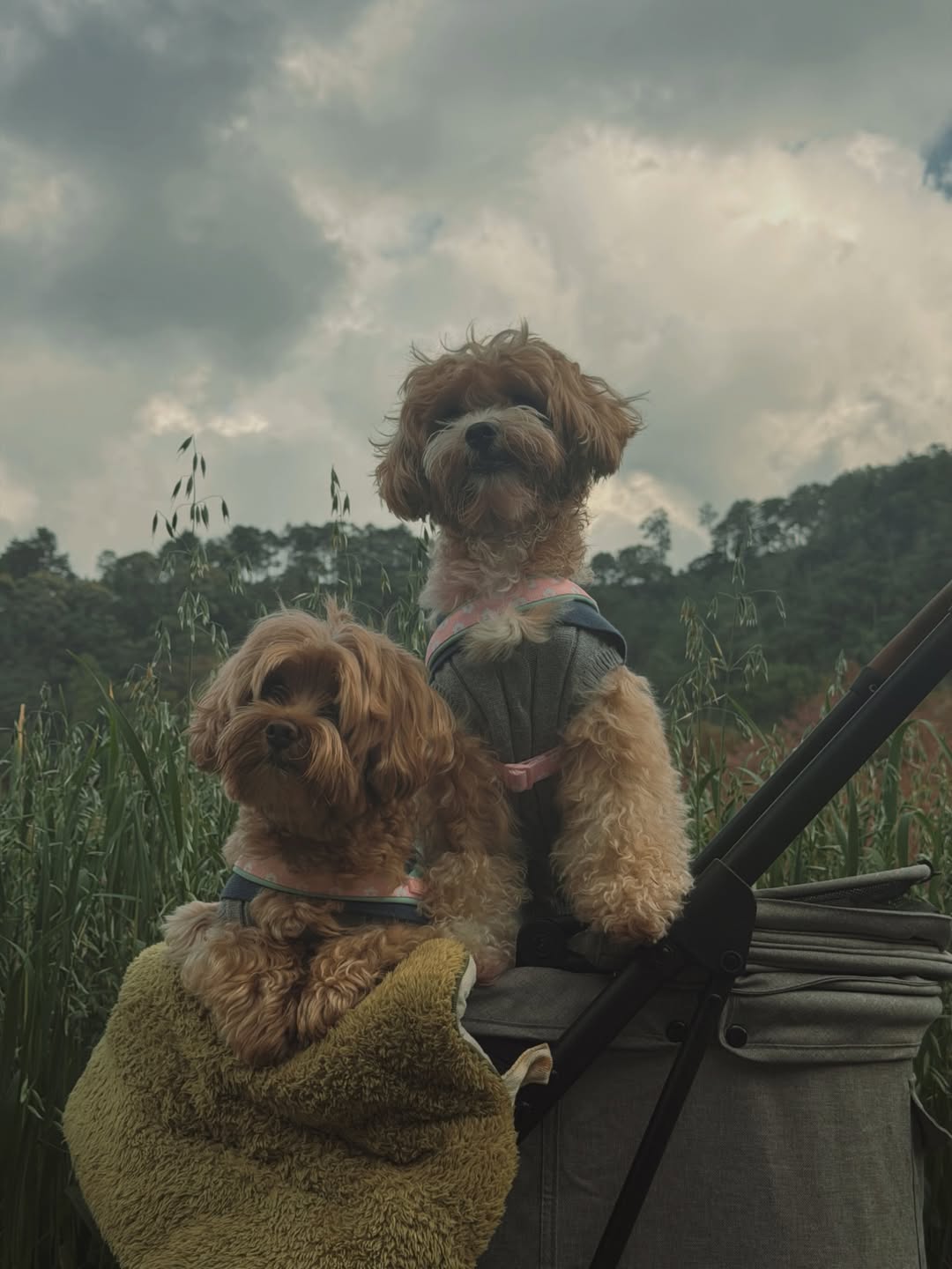 แจน -  พลอยชมพู ศุภทรัพย์