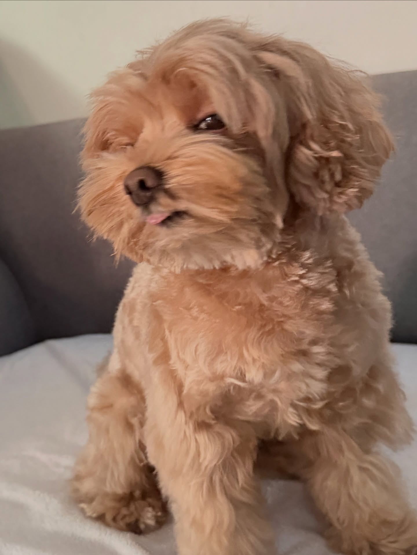 แจน -  พลอยชมพู ศุภทรัพย์