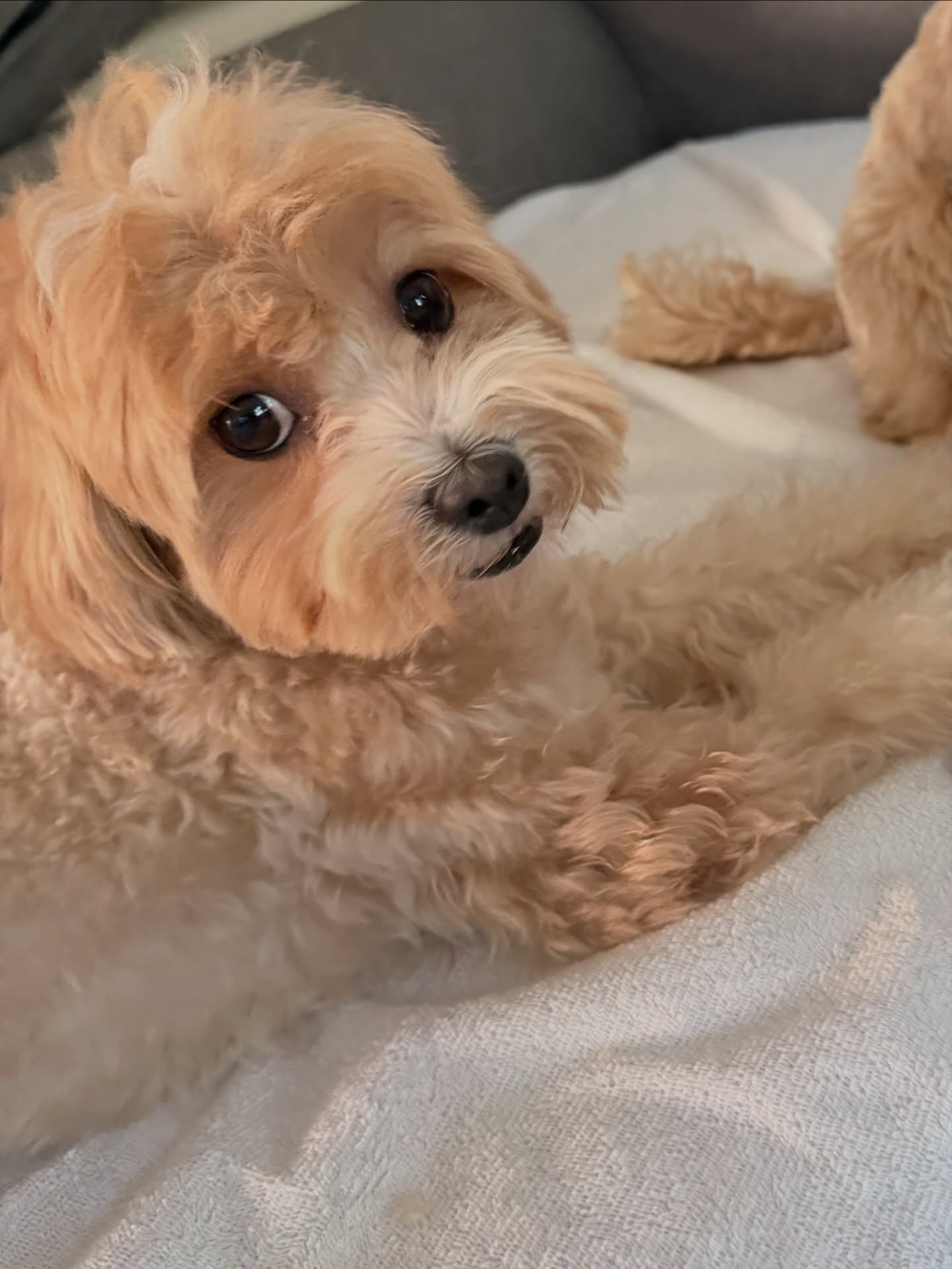 แจน -  พลอยชมพู ศุภทรัพย์