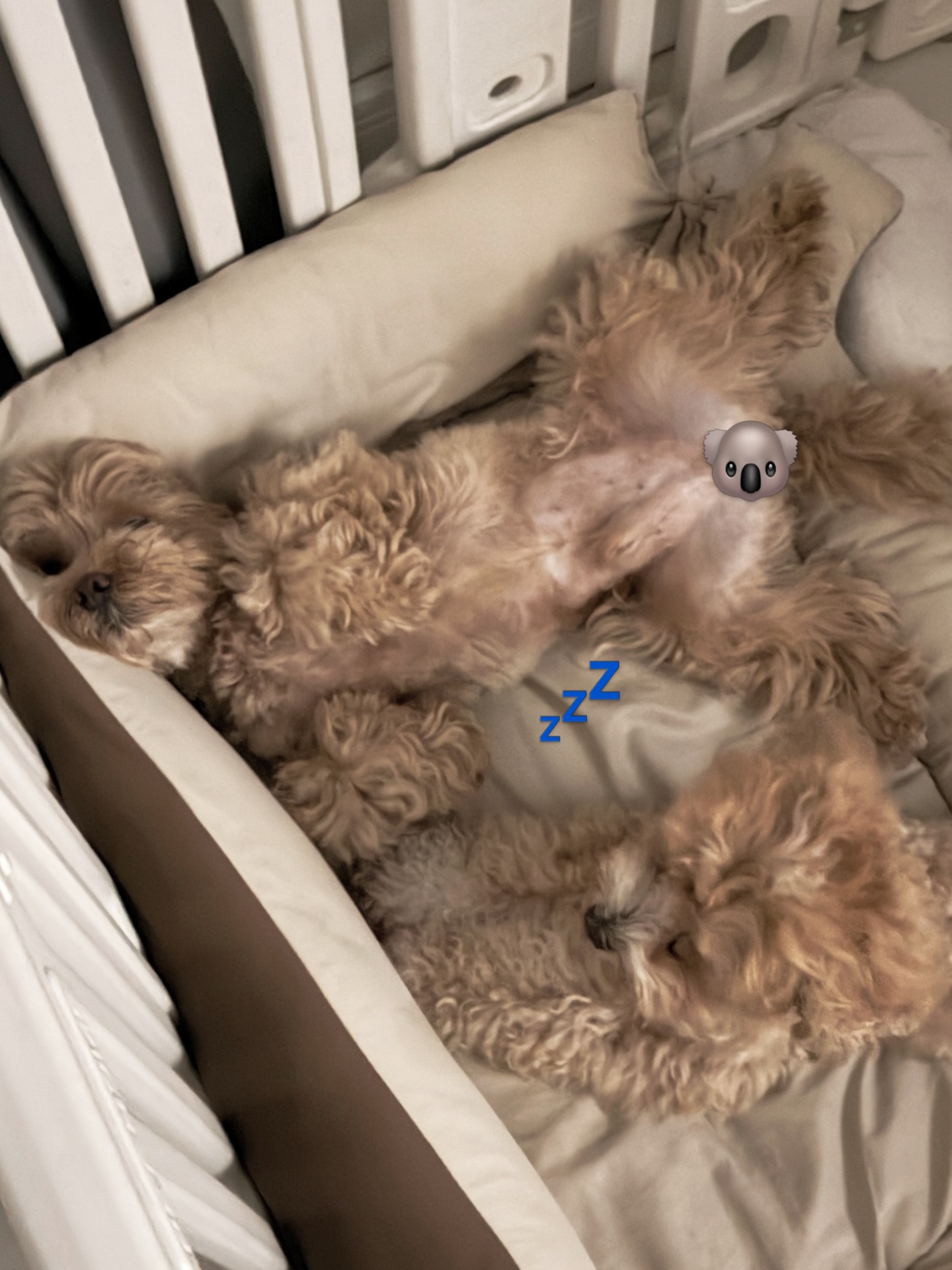 แจน -  พลอยชมพู ศุภทรัพย์