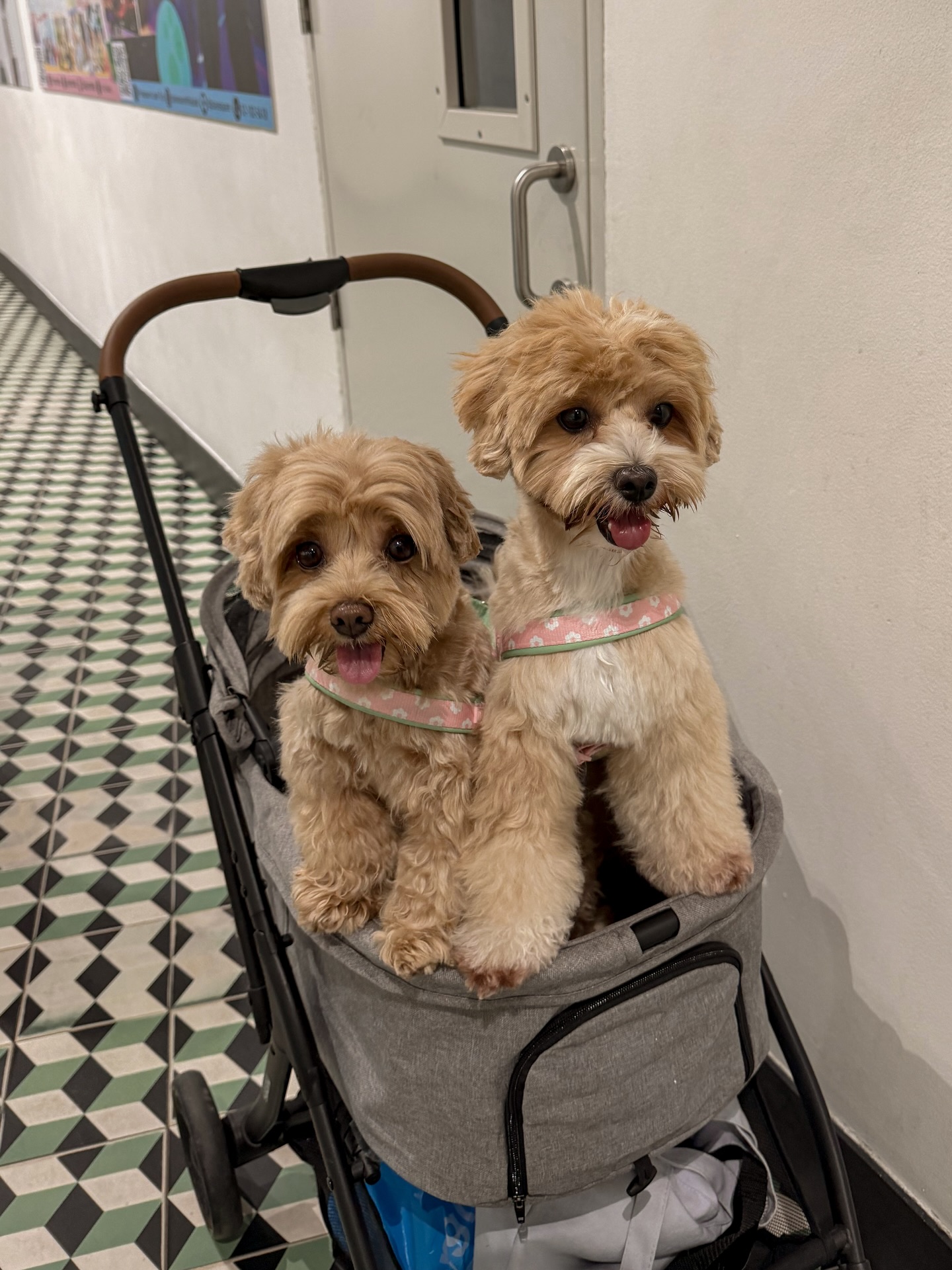 แจน -  พลอยชมพู ศุภทรัพย์