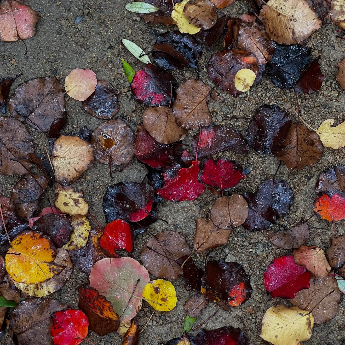 พีค - ภีมพล พาณิชย์ธำรง