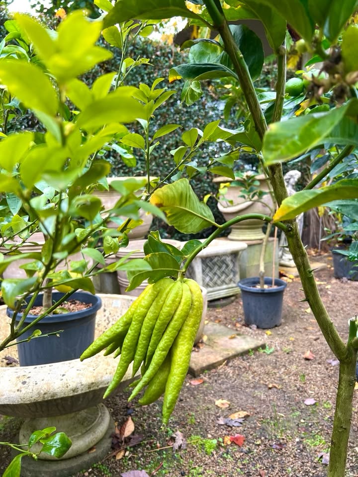 พีค - ภีมพล พาณิชย์ธำรง