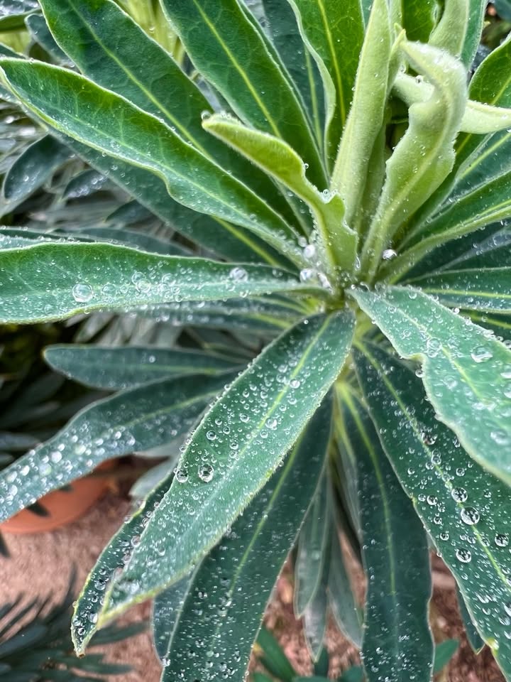 พีค - ภีมพล พาณิชย์ธำรง