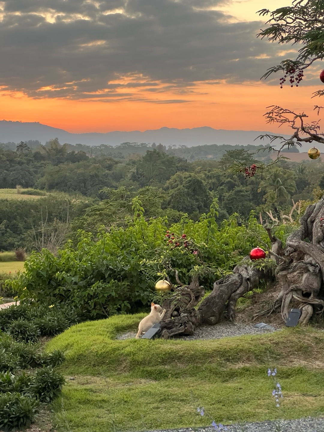 พีค - ภีมพล พาณิชย์ธำรง