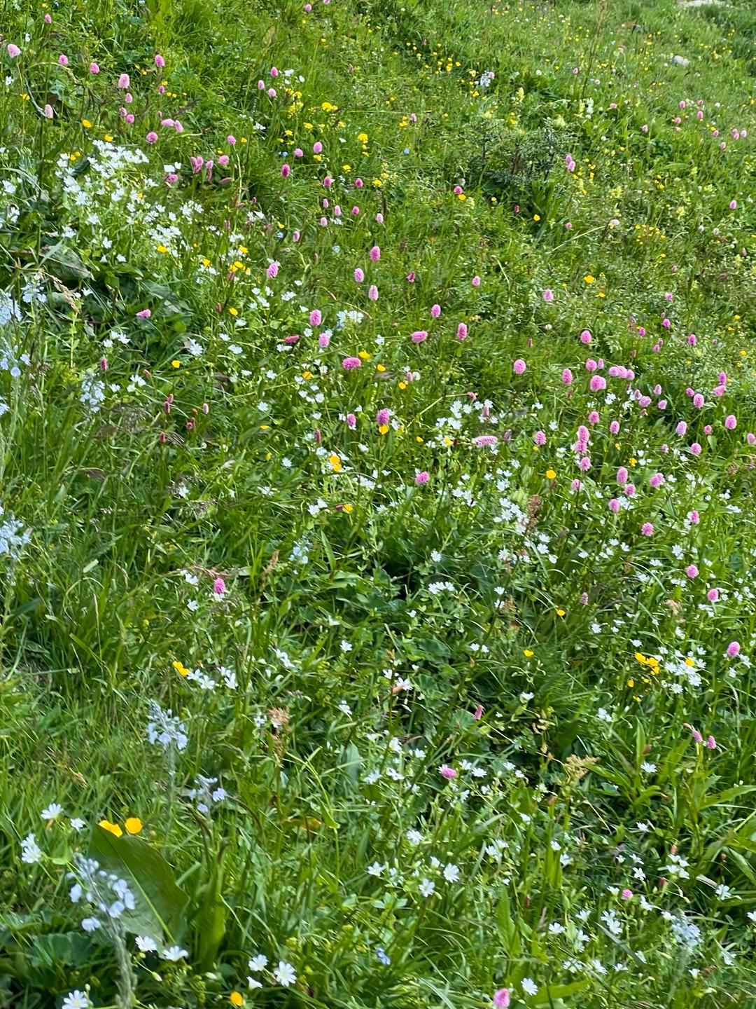 พีค - ภีมพล พาณิชย์ธำรง