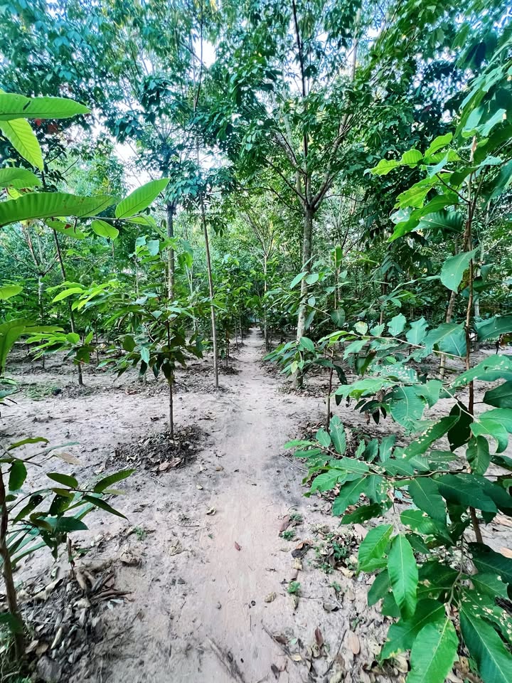 เอ๋ - มณีรัตน์ คำอ้วน