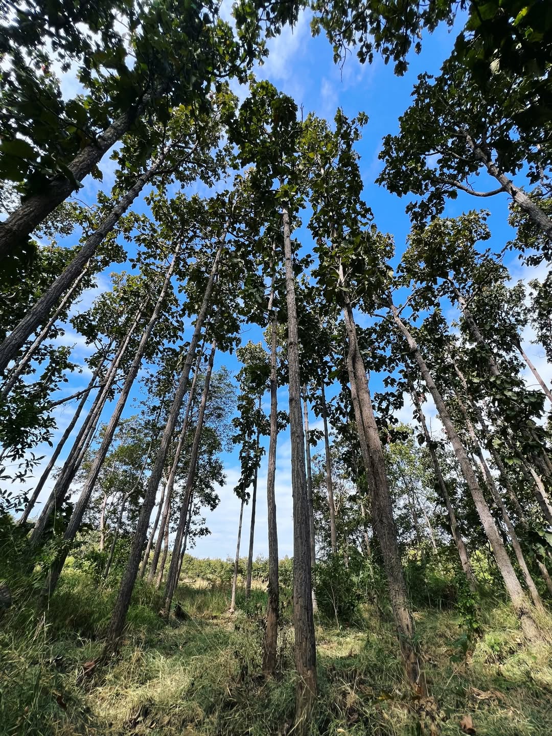 เอ๋ - มณีรัตน์ คำอ้วน