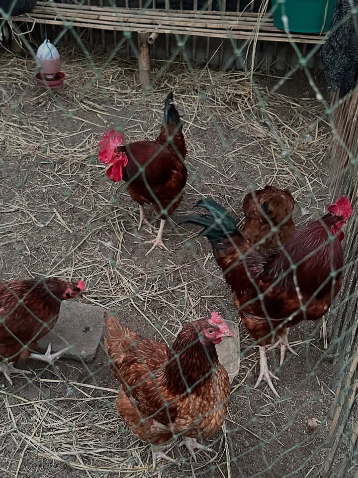 แบงค์ - มณฑป เหมตาล