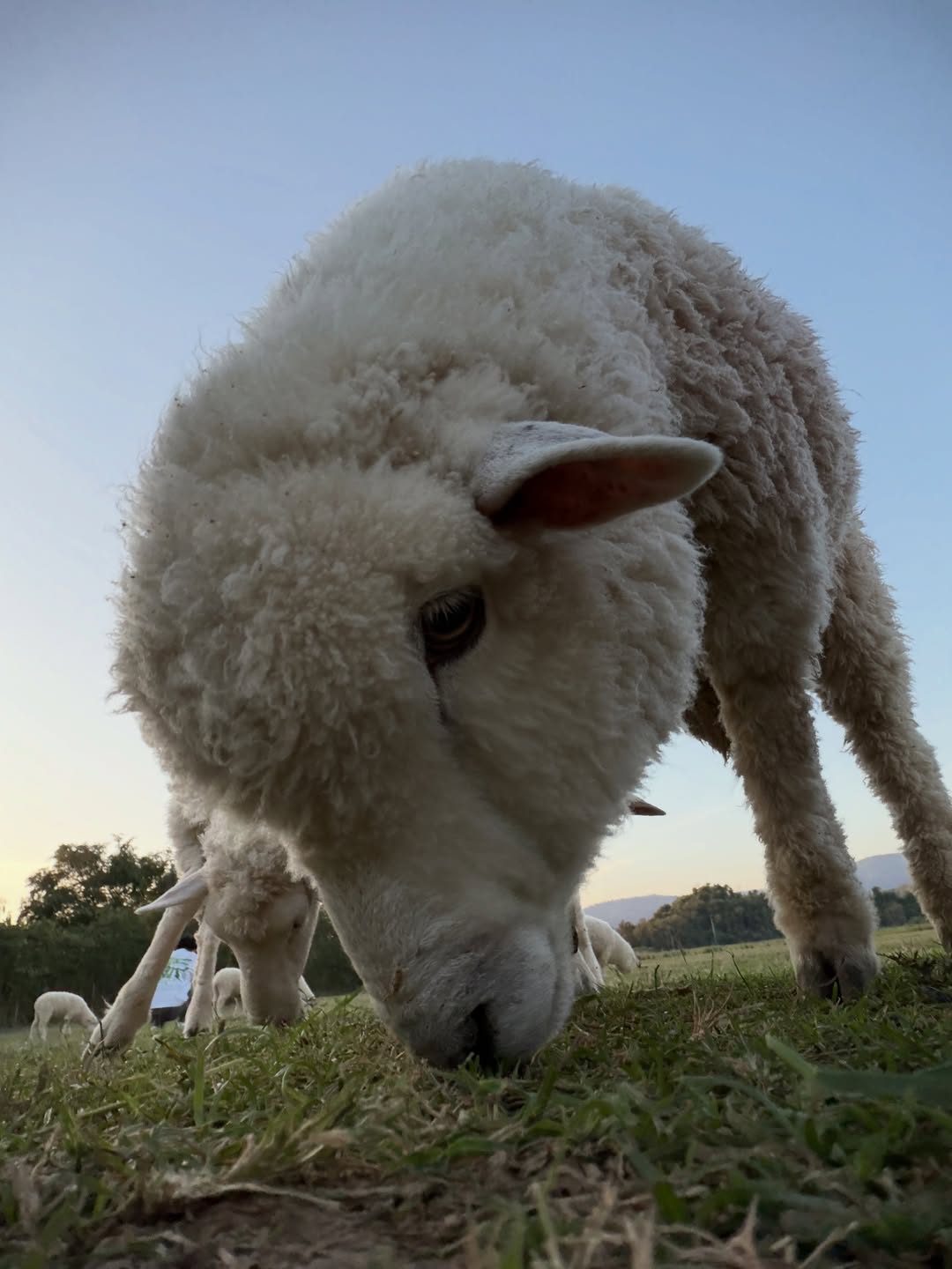 แบงค์ - มณฑป เหมตาล