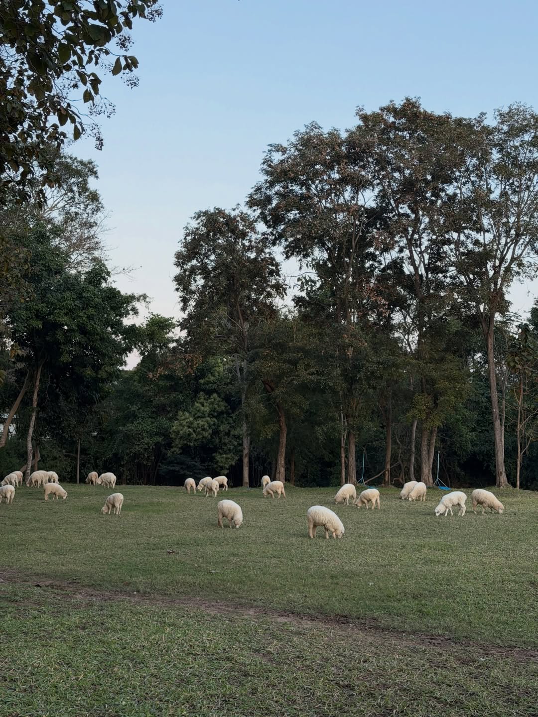 แบงค์ - มณฑป เหมตาล