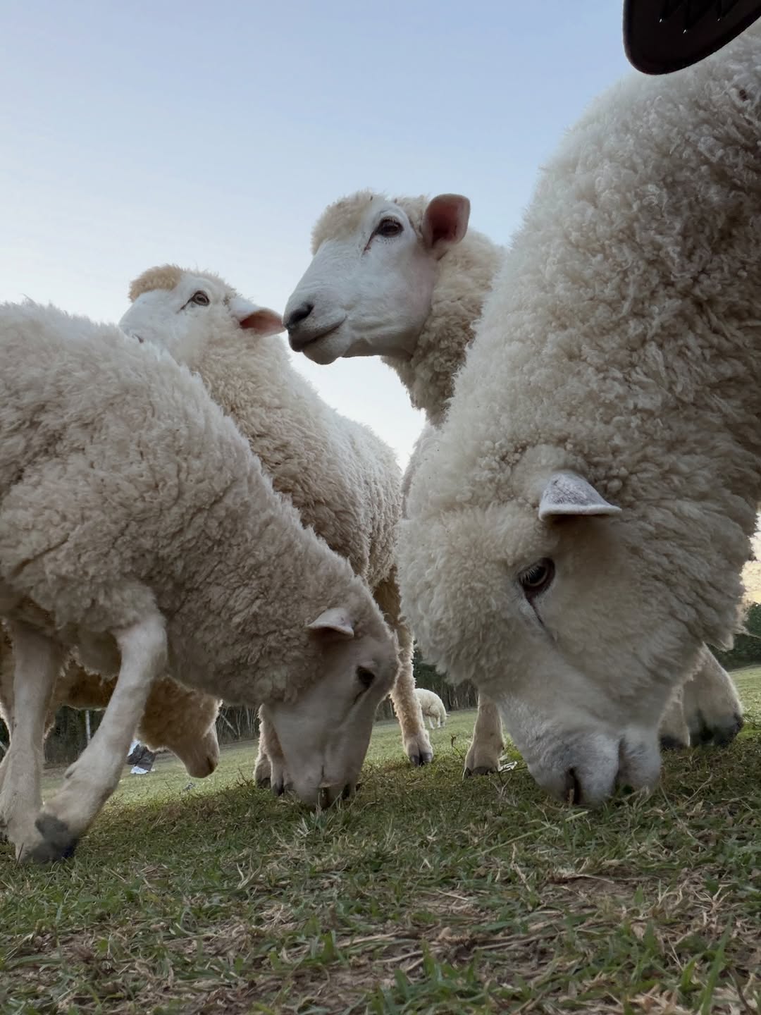 แบงค์ - มณฑป เหมตาล