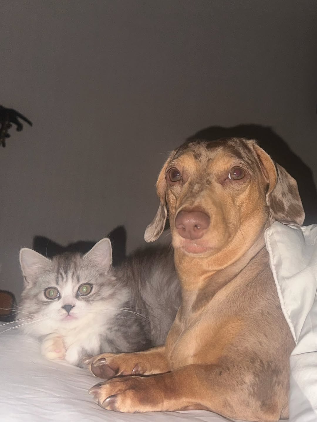 ไอซ์ - ภาณุวัฒน์ เปรมมณีนันท์