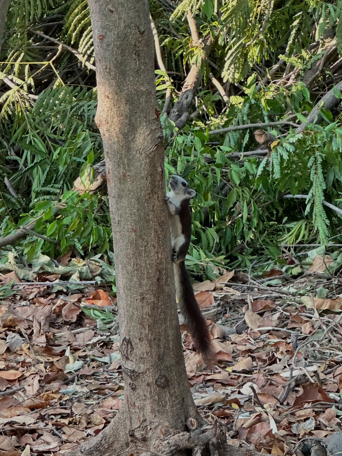 ไอซ์ - ภาณุวัฒน์ เปรมมณีนันท์