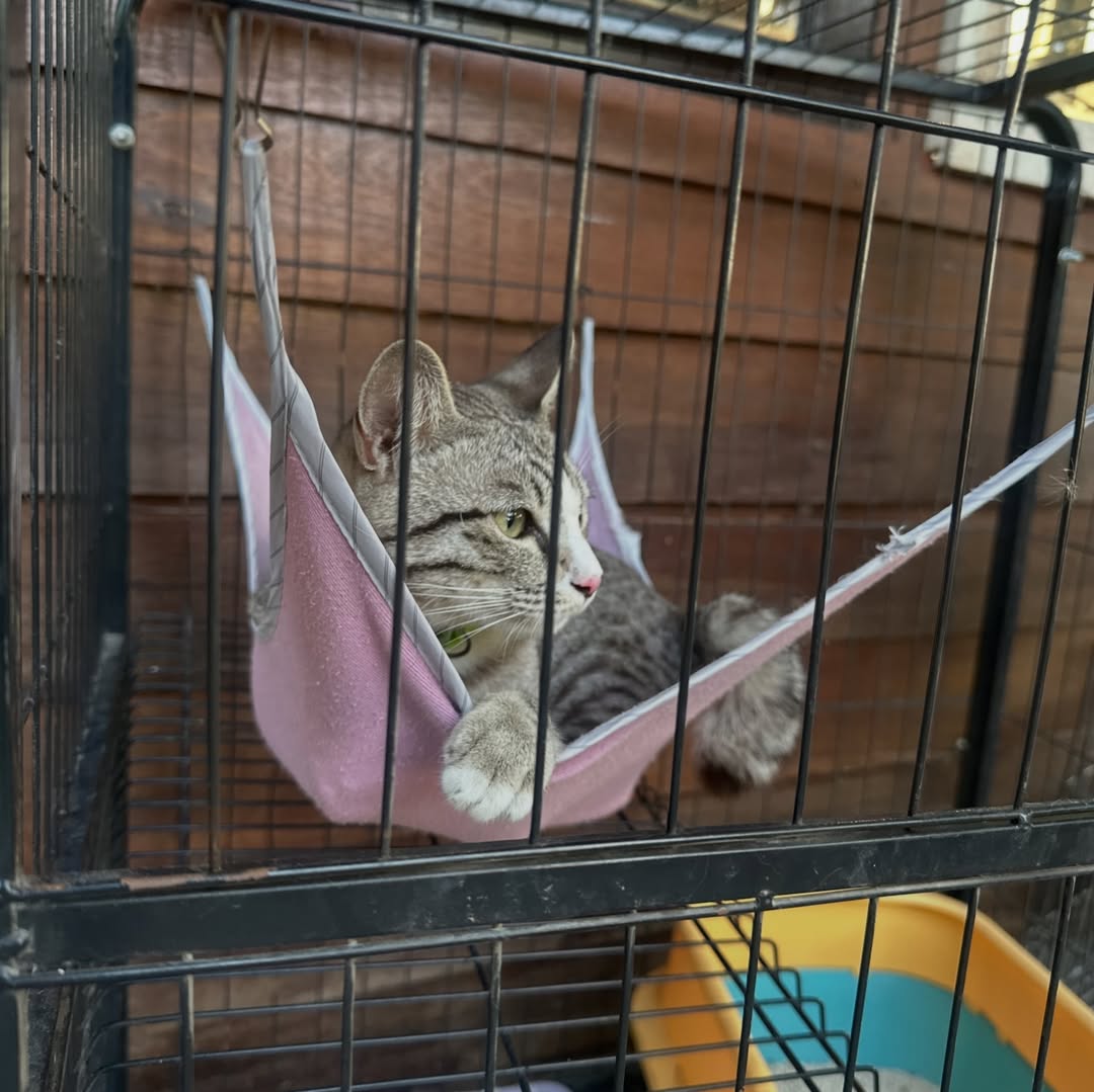 ไอซ์ - ภาณุวัฒน์ เปรมมณีนันท์