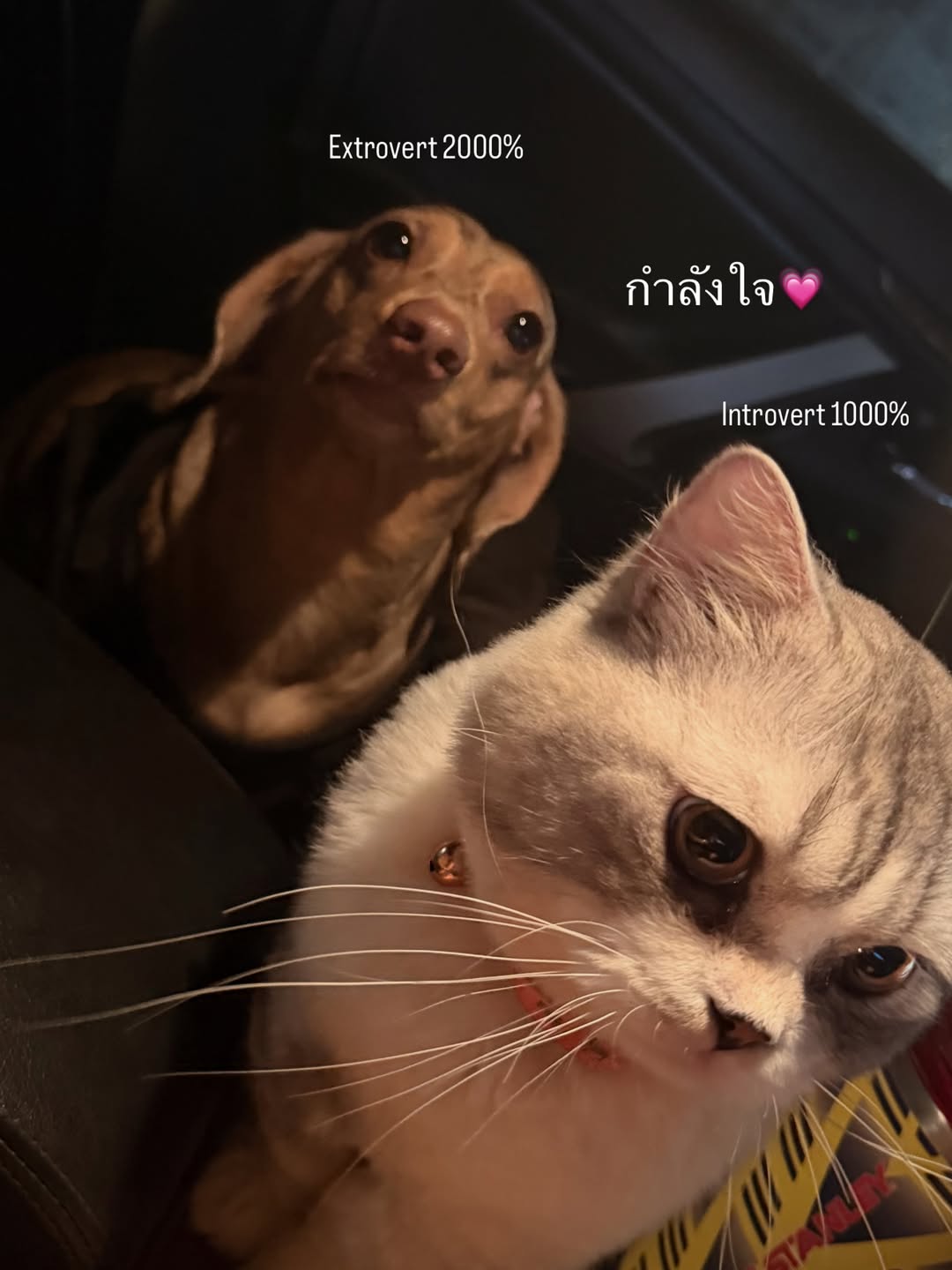 ไอซ์ - ภาณุวัฒน์ เปรมมณีนันท์