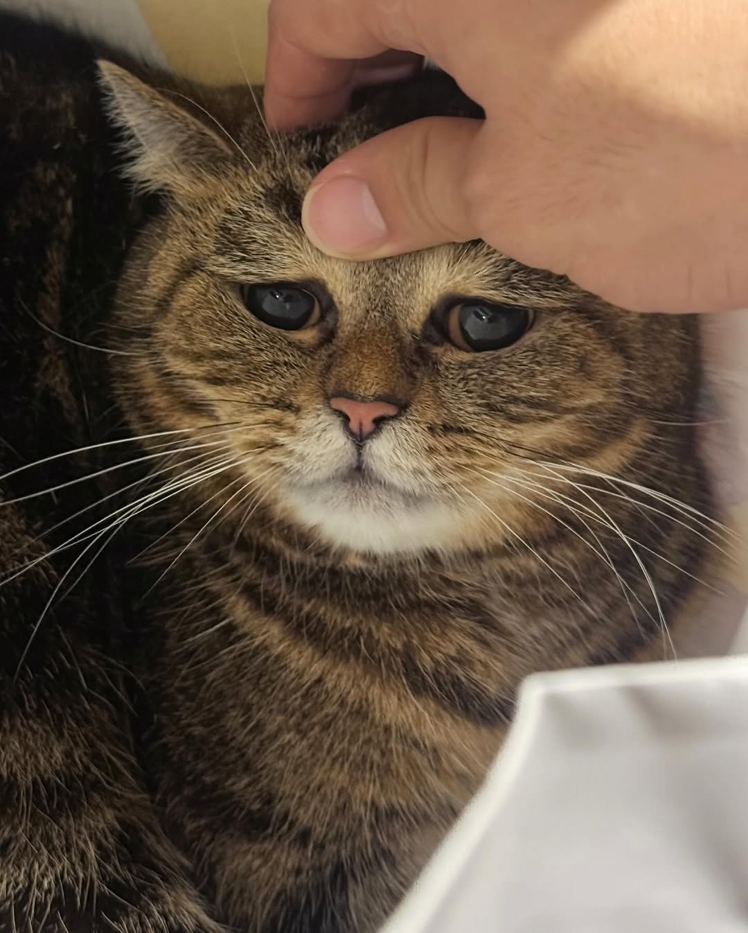 เดรก - สัตบุตร แลดิกี