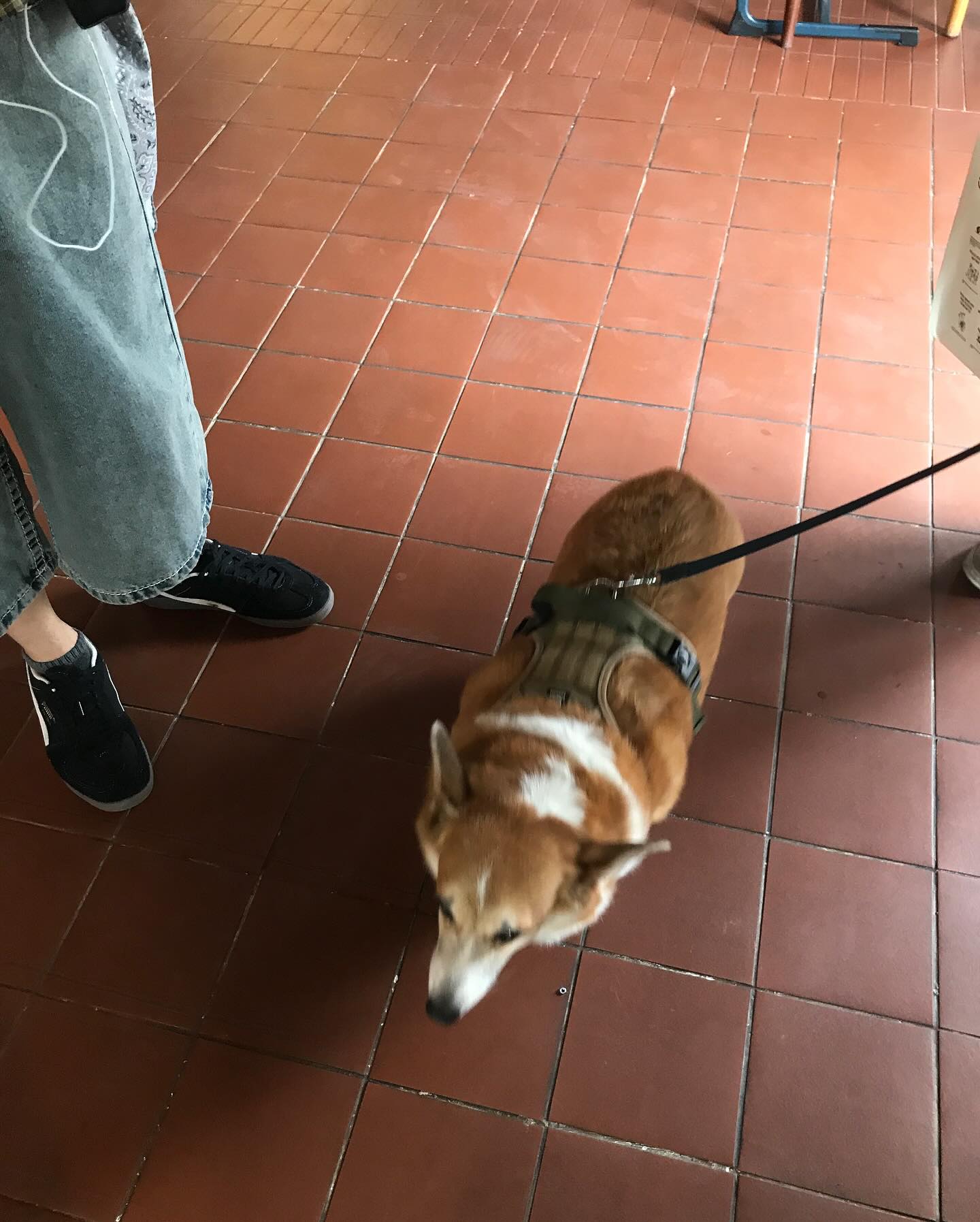 เดรก - สัตบุตร แลดิกี