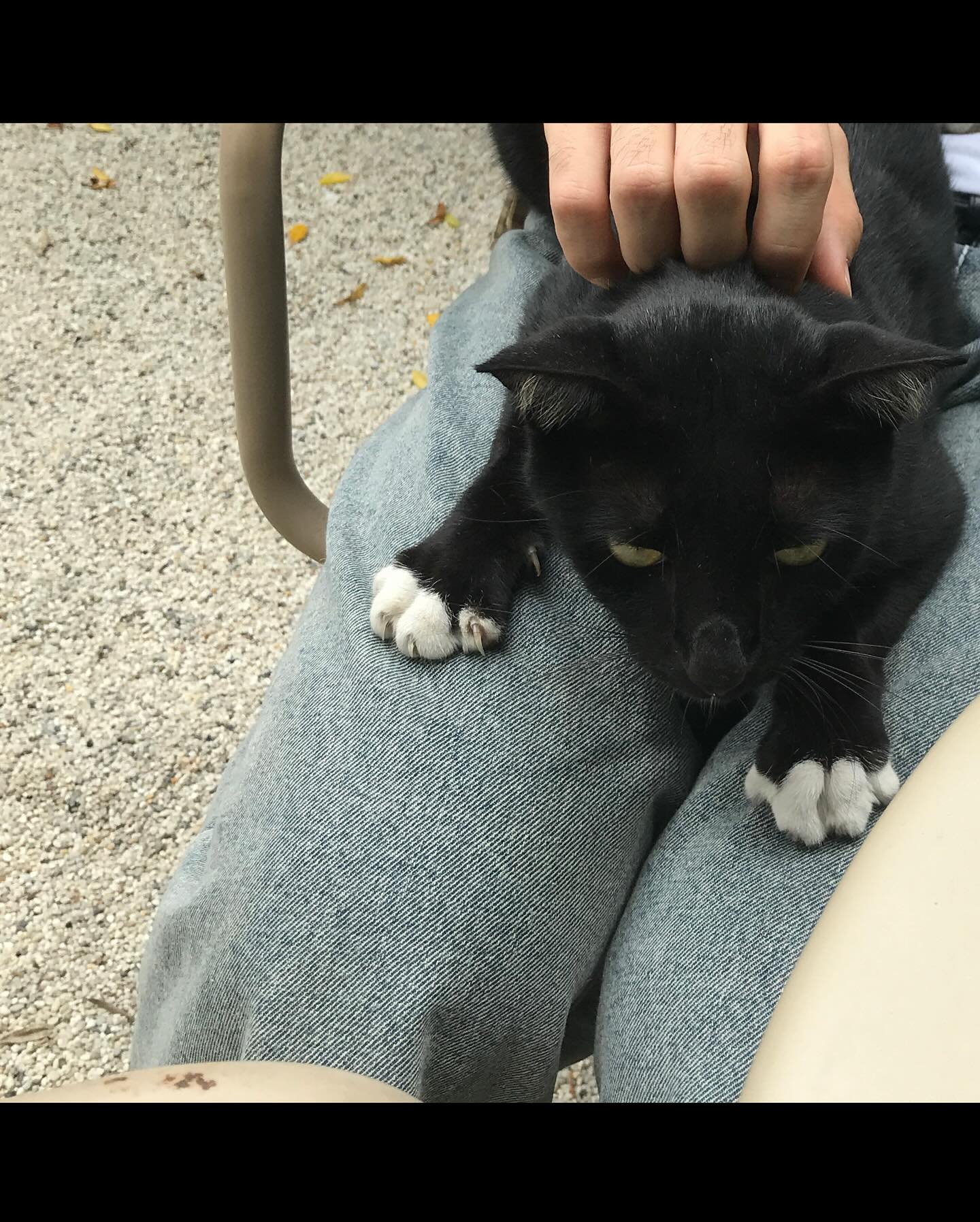 เดรก - สัตบุตร แลดิกี