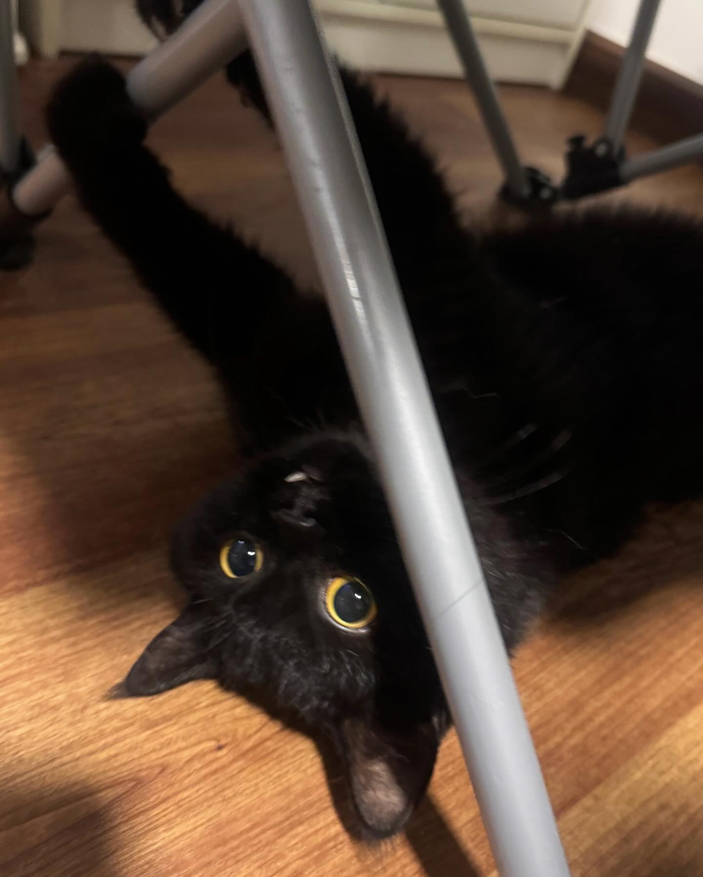 เดรก - สัตบุตร แลดิกี