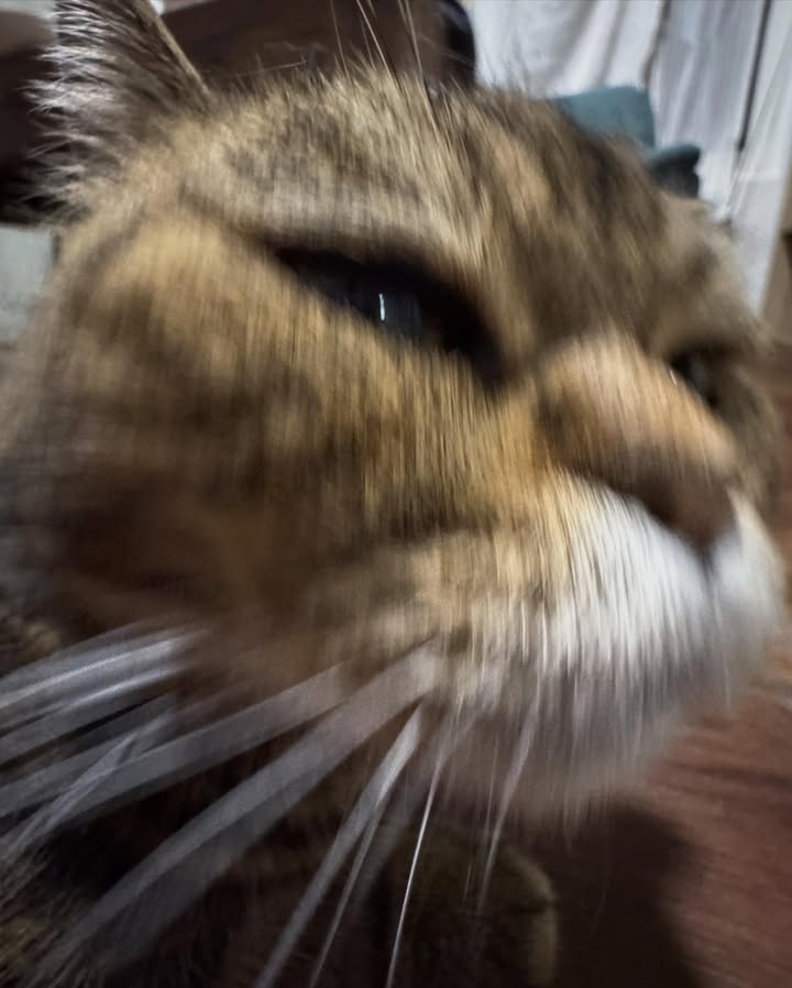 เดรก - สัตบุตร แลดิกี