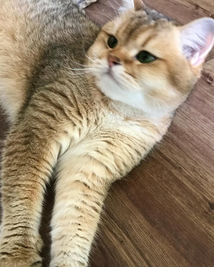 เดรก - สัตบุตร แลดิกี