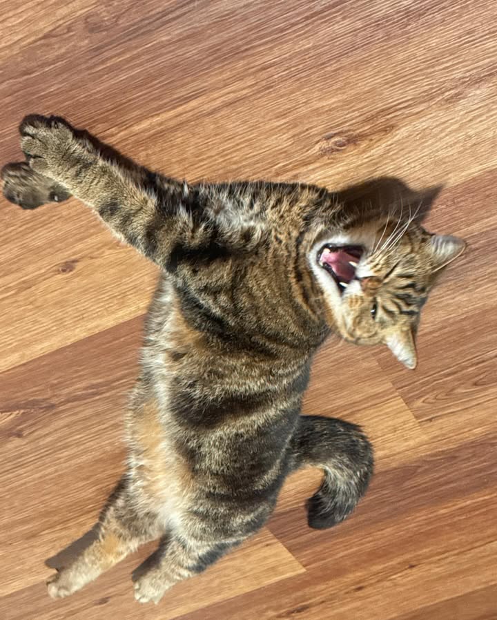 เดรก - สัตบุตร แลดิกี