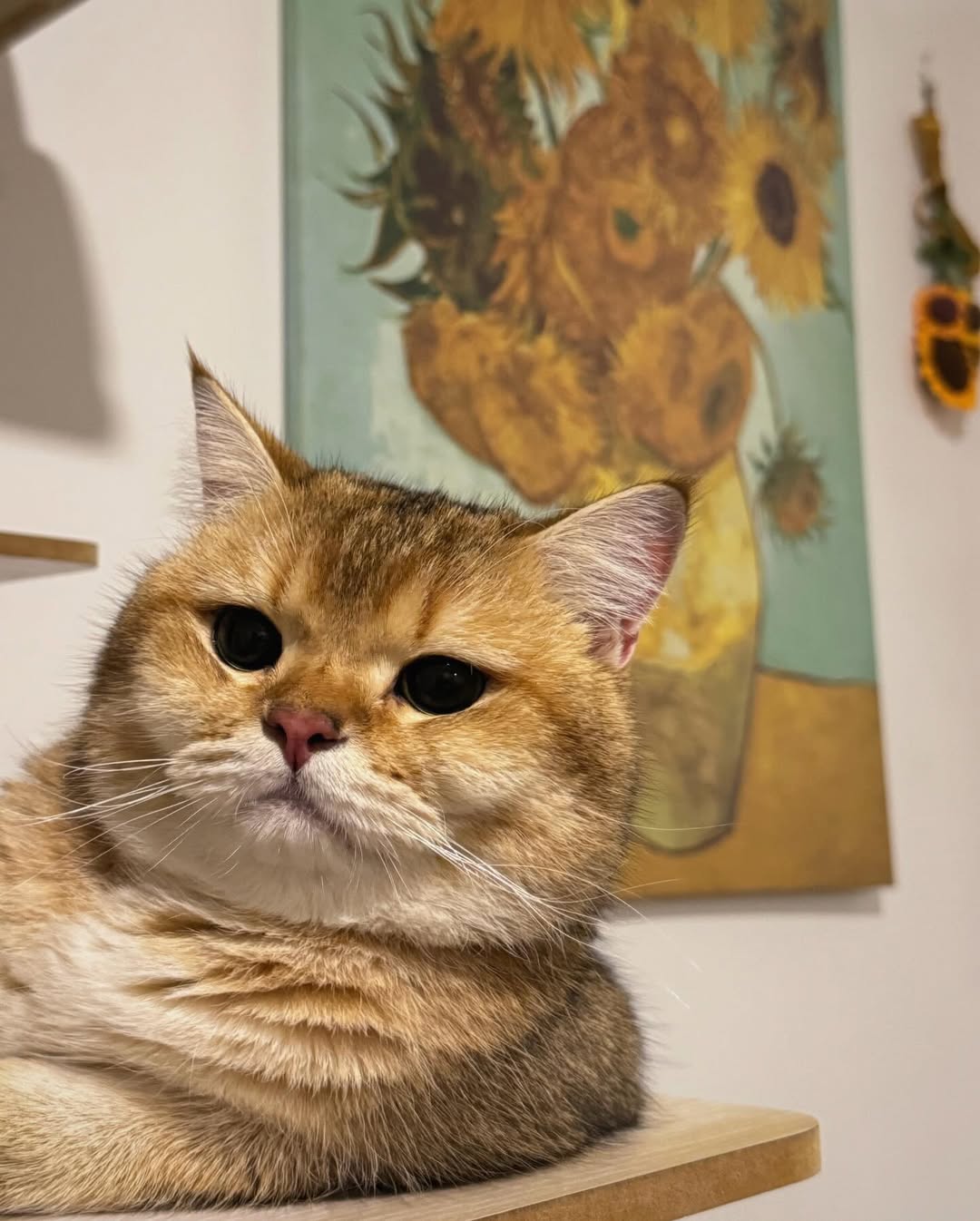 เดรก - สัตบุตร แลดิกี