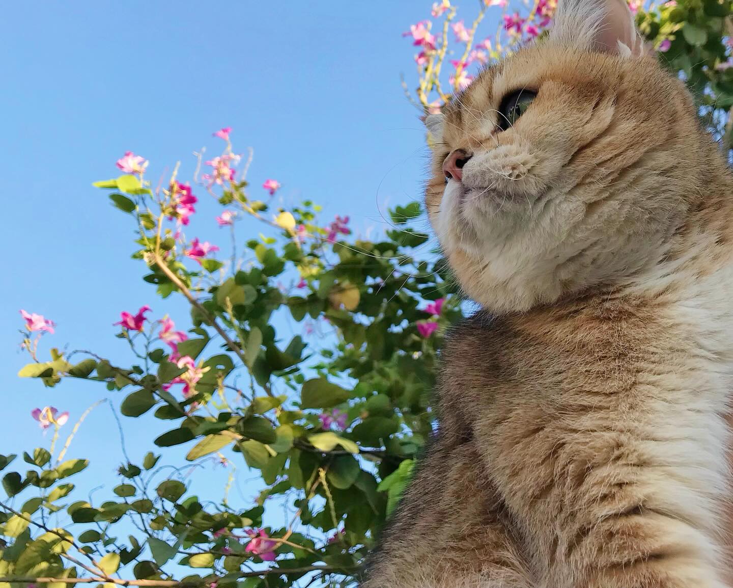 เดรก - สัตบุตร แลดิกี