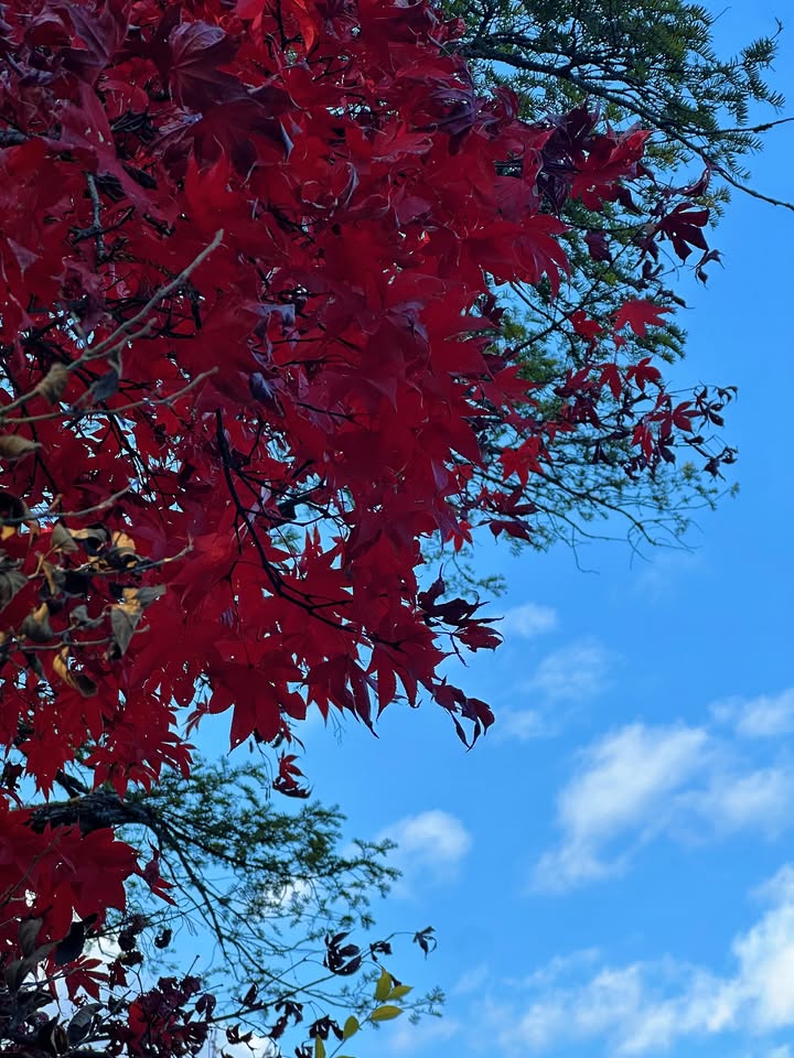 แฟรงค์ - ธนัตถ์ศรันย์ ซำทองไหล