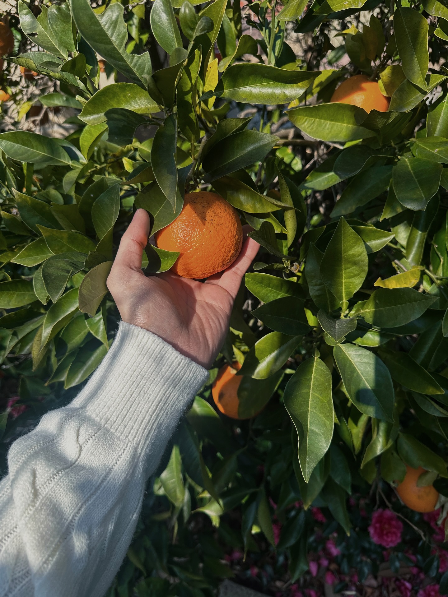 แฟรงค์ - ธนัตถ์ศรันย์ ซำทองไหล