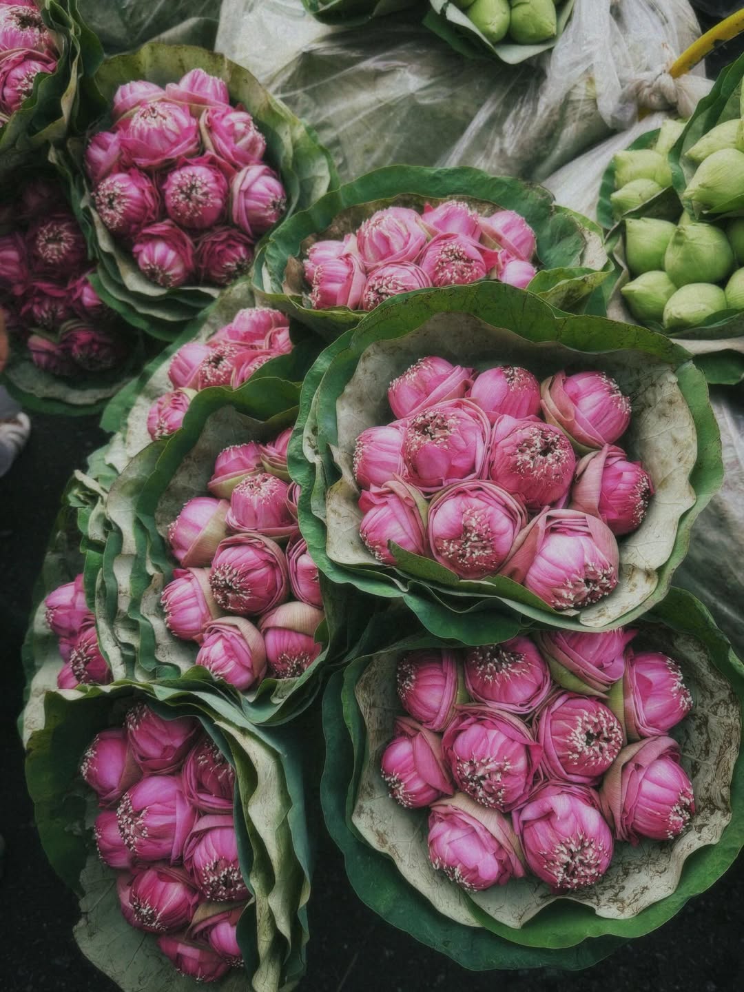 แฟรงค์ - ธนัตถ์ศรันย์ ซำทองไหล