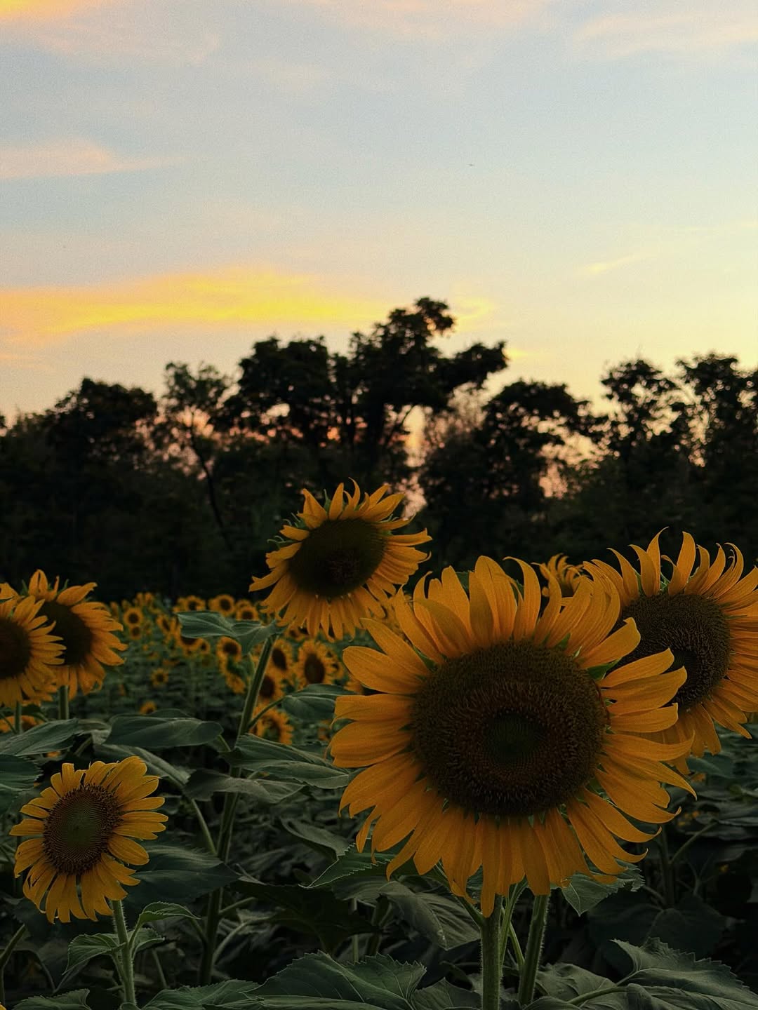 แฟรงค์ - ธนัตถ์ศรันย์ ซำทองไหล