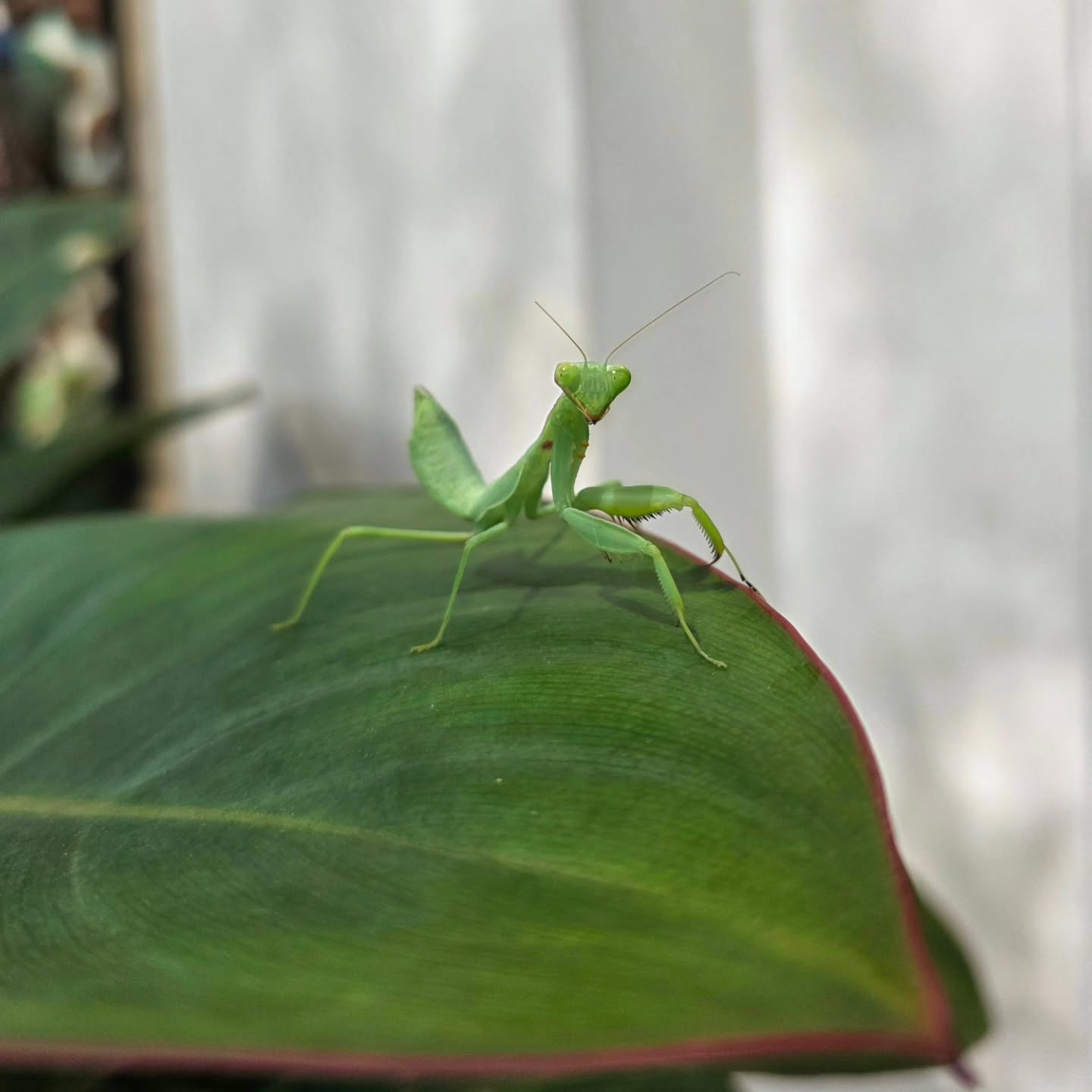 บอส - โตนนท์ วงบุญ
