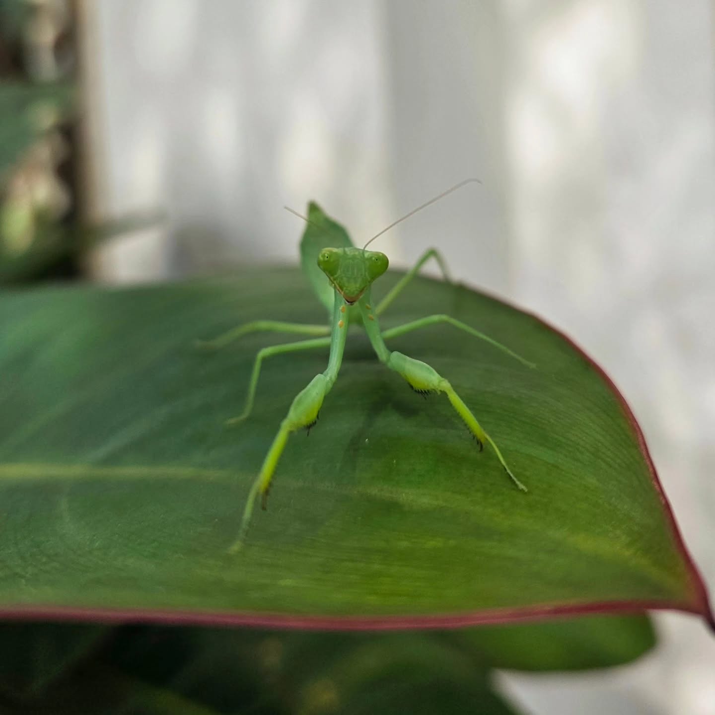 บอส - โตนนท์ วงบุญ