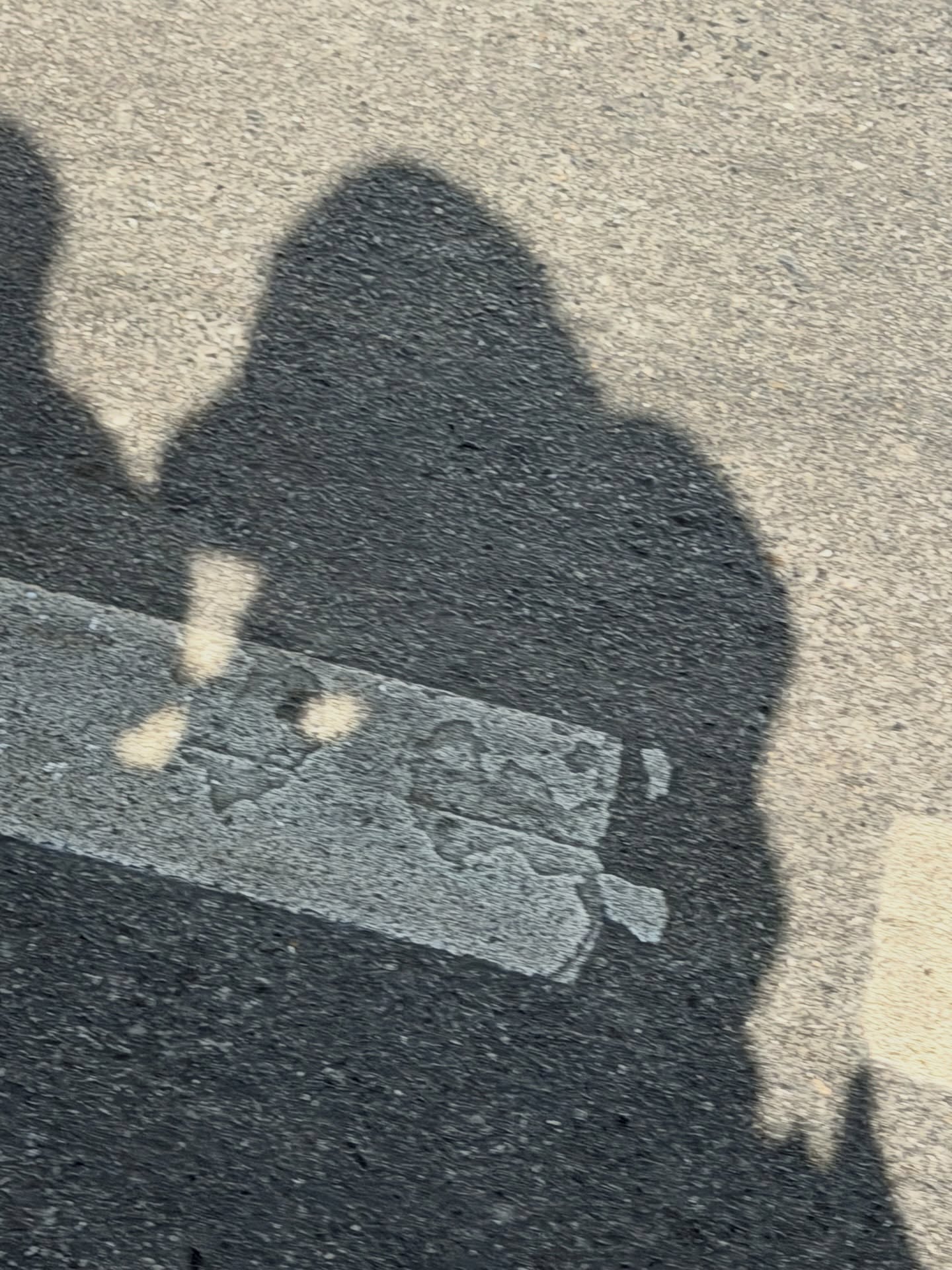 โชกุน - ปวริศร์ ศรีชัยชนะ