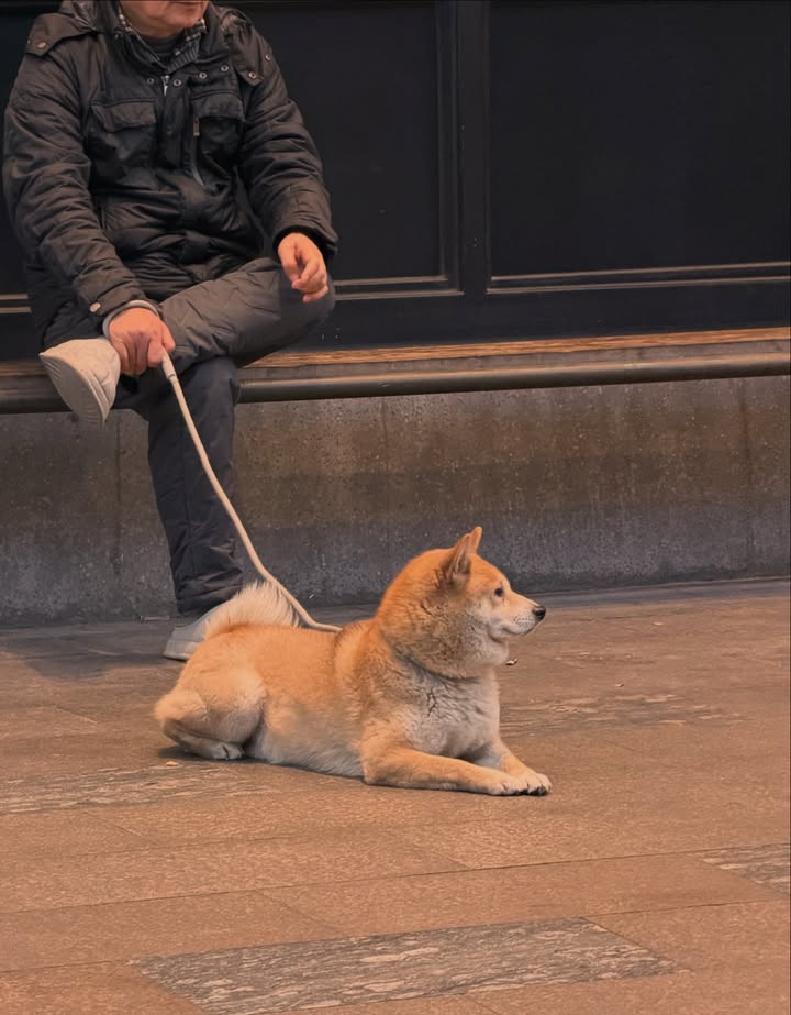 โชกุน - ปวริศร์ ศรีชัยชนะ
