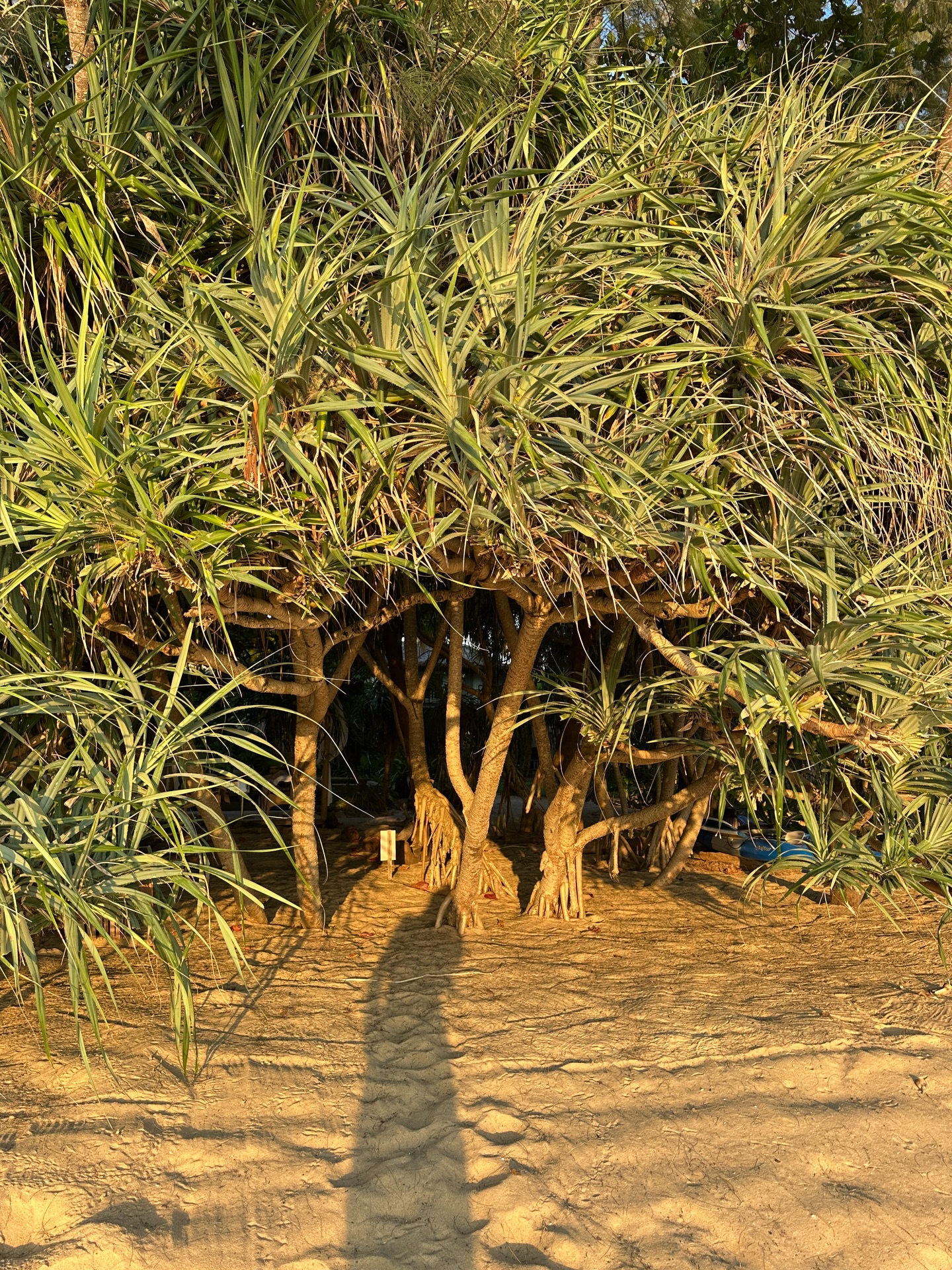 ร็อค - ขวัญลดา รุ่งโรจน์อำภา