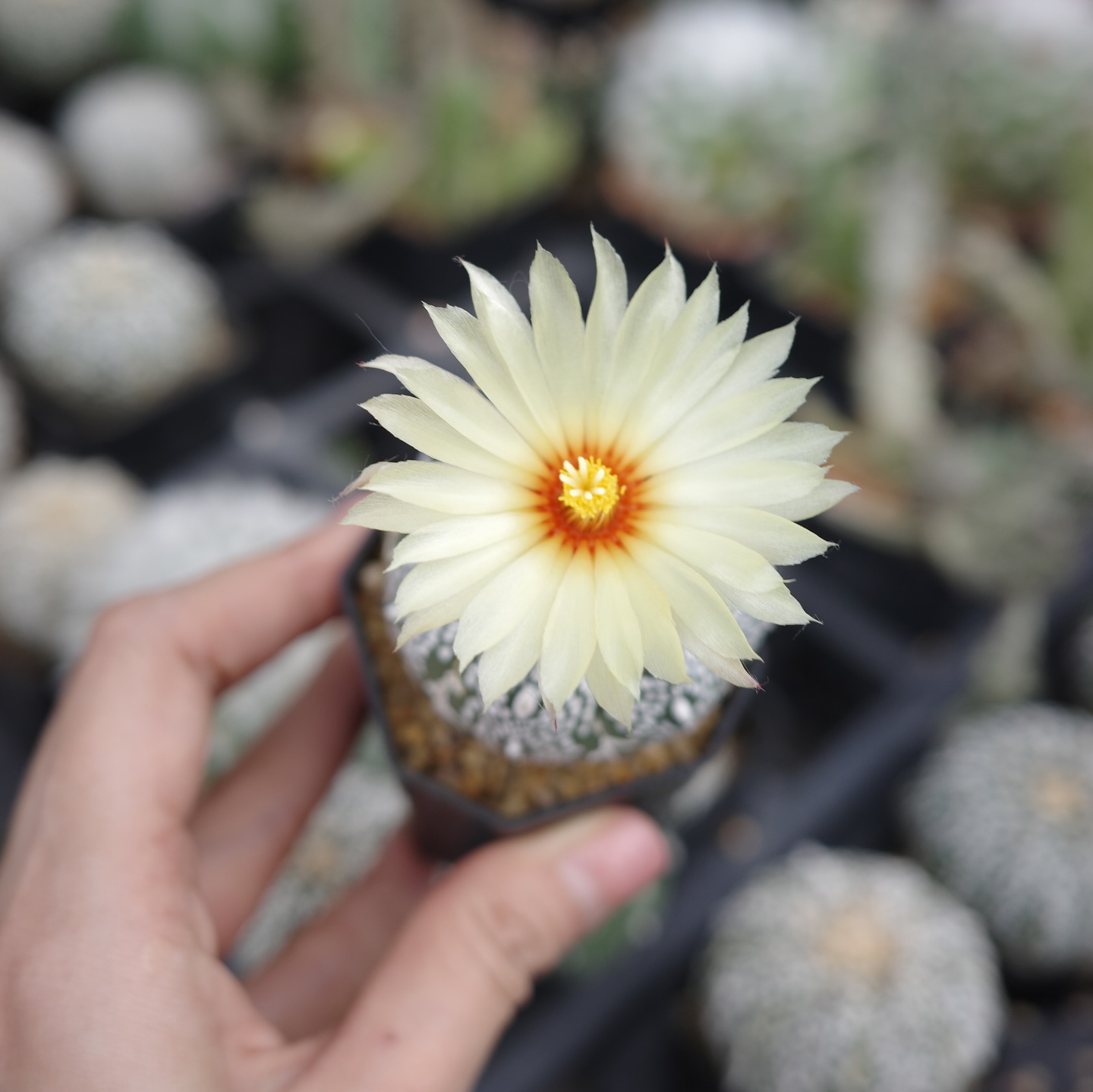 ไข่มุก - รุ่งรัตน์ เหม็งพานิช